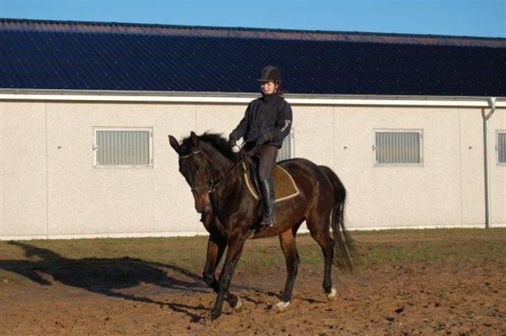 Trakehner LG A-Ziki billede 2