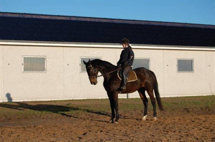 Trakehner LG A-Ziki billede 3