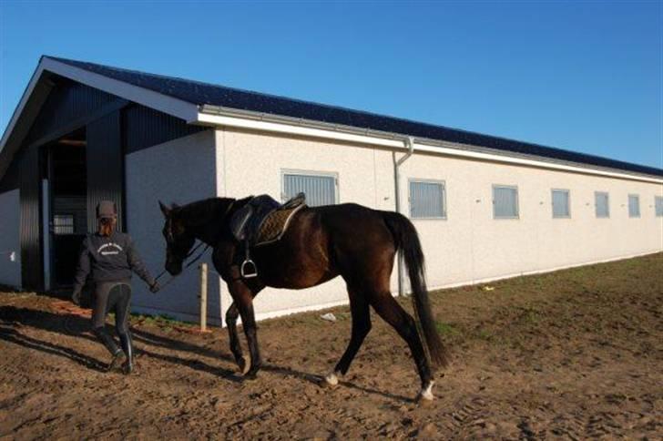 Trakehner LG A-Ziki billede 4