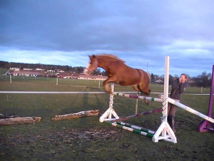 Welsh Pony af Cob-type (sec C) fladsaas Infernal Solgt:( billede 9