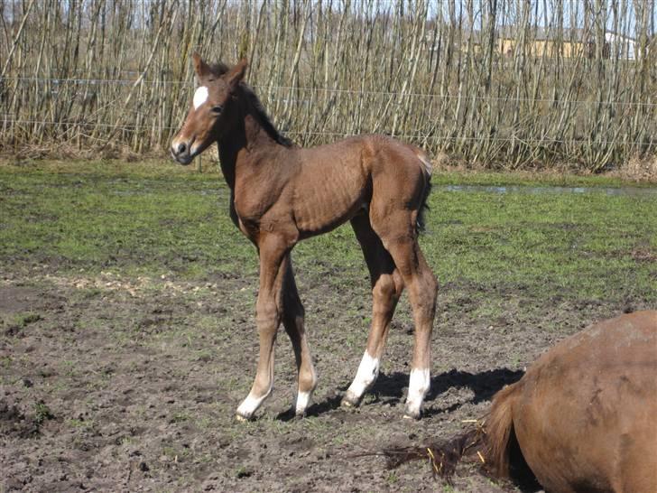 Dansk Varmblod A.B. Chardonnay "SOLGT" billede 1