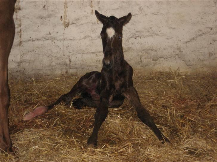 Dansk Varmblod A.B. Chardonnay "SOLGT" billede 2