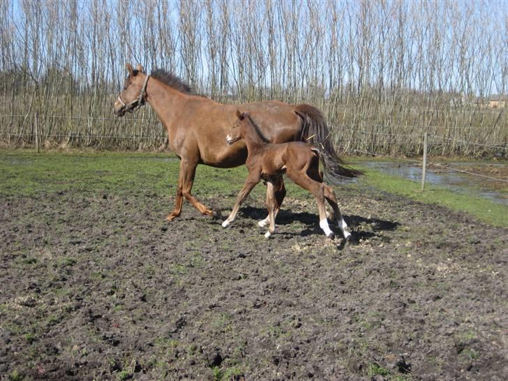 Dansk Varmblod A.B. Chardonnay "SOLGT" billede 3