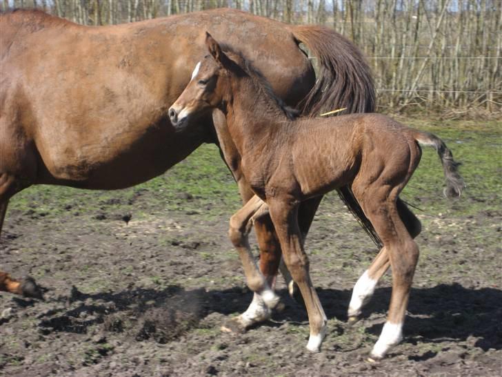 Dansk Varmblod A.B. Chardonnay "SOLGT" billede 4
