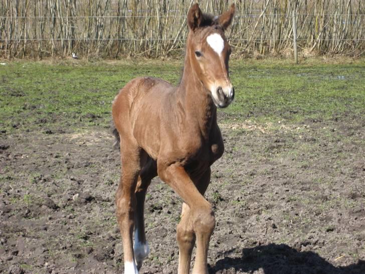 Dansk Varmblod A.B. Chardonnay "SOLGT" billede 6