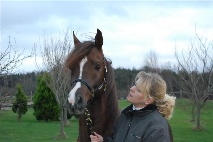 Arabisk fuldblod (OX) Psytan billede 1