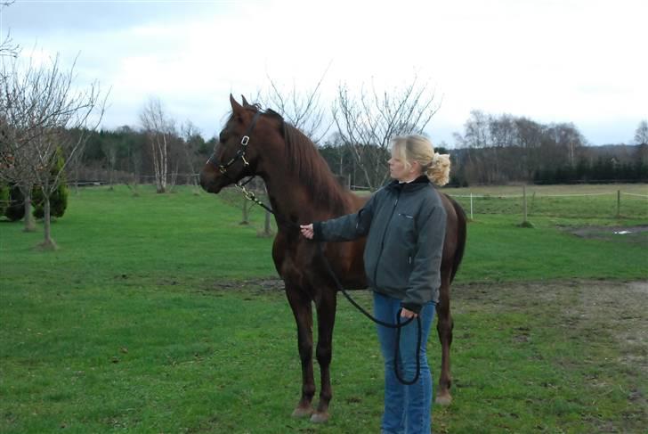 Arabisk fuldblod (OX) Psytan billede 2