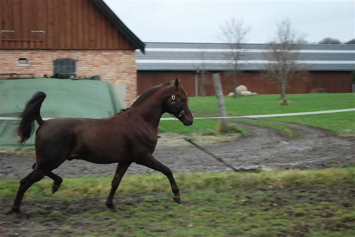 Arabisk fuldblod (OX) Psytan billede 3