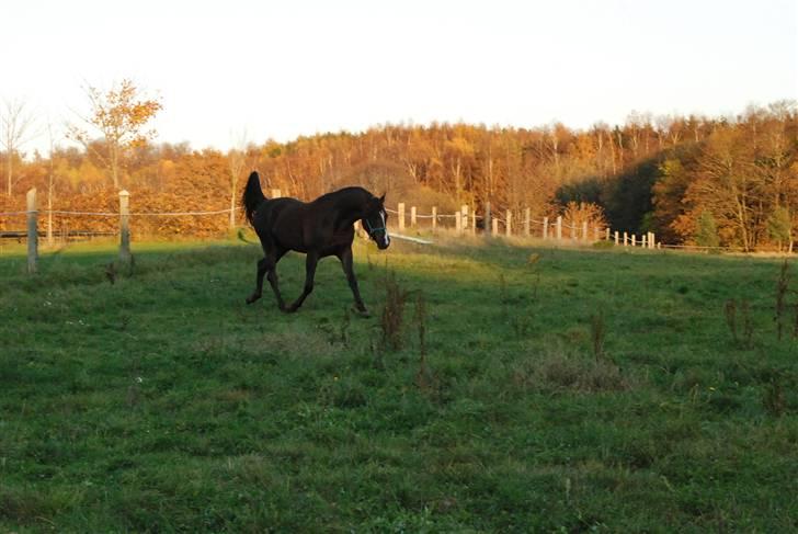 Arabisk fuldblod (OX) Psytan billede 4