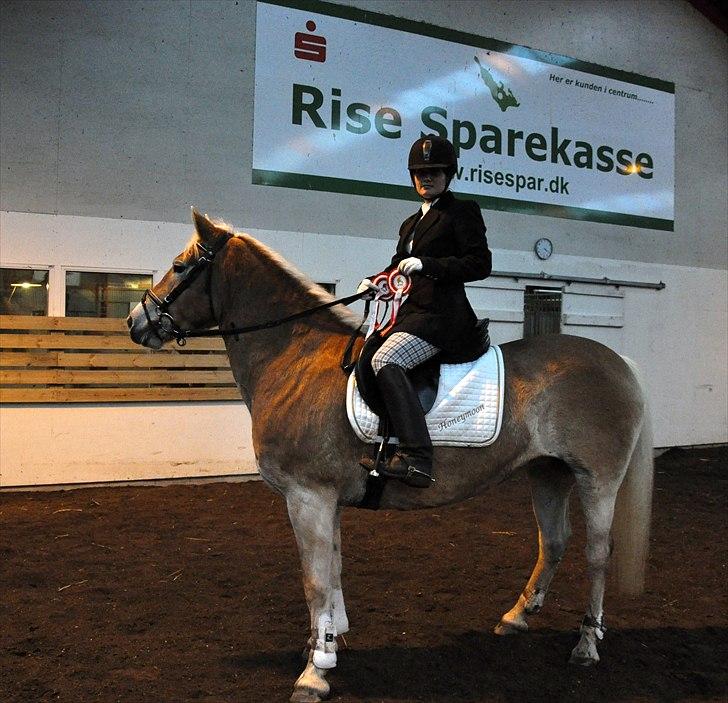 Tyroler Haflinger Honeymoon - 2 x 1 pladser i ÆRR , i spring for hest billede 5