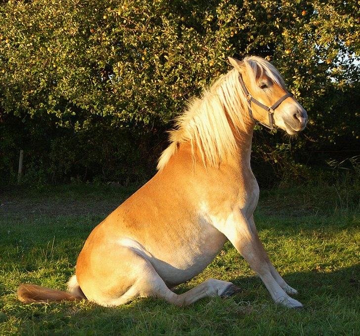 Tyroler Haflinger Honeymoon billede 7