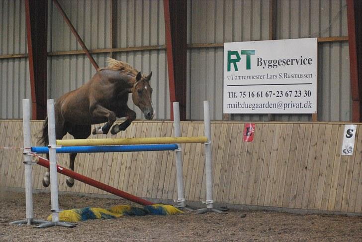 Selle Francais Onix Rouge - Onix løsspringer 135 :D <3 Foto: Clara eller Emilie.. billede 3