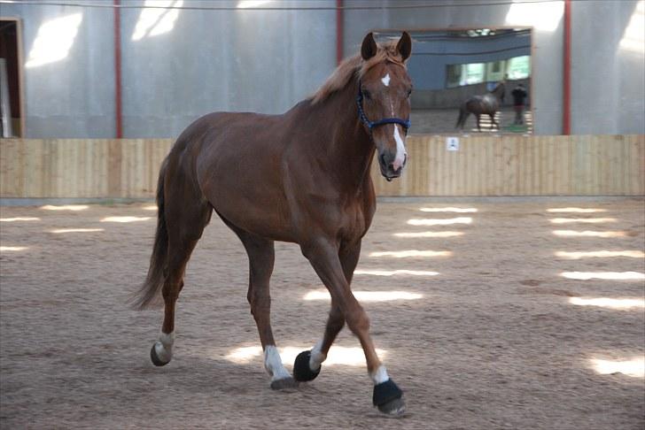 Selle Francais Onix Rouge - Onix drengen hygger sig i hallen<3 Foto: Mig.. billede 6