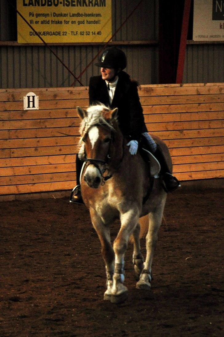 Tyroler Haflinger Honeymoon - Efter springstævne i Ærø Rideklub . 2 x 1. pladser blev reddet i hus billede 8