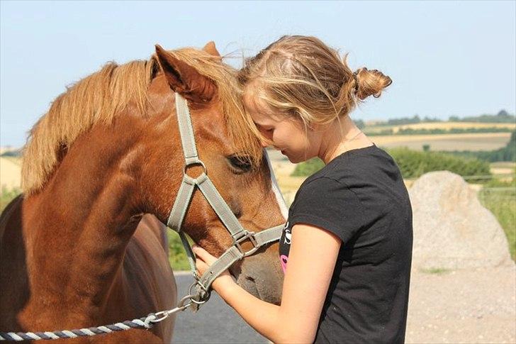 DSP Højgårds boli - Jeg har ikke ord for hvad du betyder... Du har været der i snart 3 år, og jeg har ikke tvivlet 1 sekund på at jeg elsker dig! :-)) <3<3 Foto: Emilie Jensen billede 7