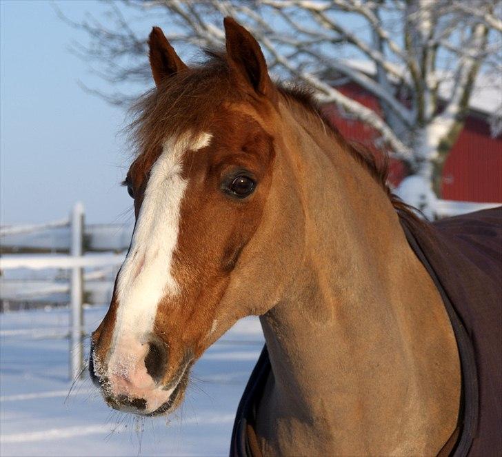 DSP Højgårds boli - Fantastiske pony! :-)) <3  Fordi du er en charmetrold! Foto ; Mig (Kristine Ulsø Olsen) billede 10