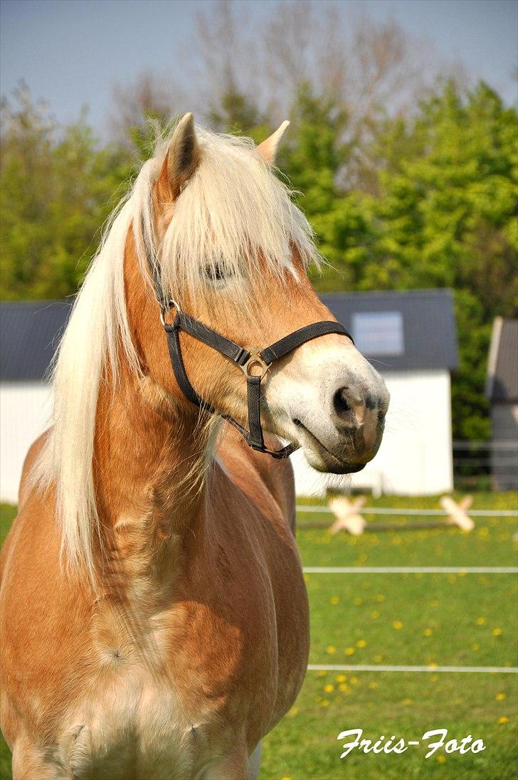 Tyroler Haflinger Honeymoon - NYT - 28-04-11 billede 10