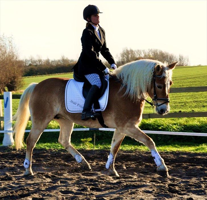 Tyroler Haflinger Honeymoon - Opvarmning til stævne i ÆRR billede 12