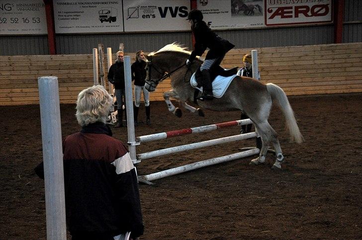 Tyroler Haflinger Honeymoon billede 13