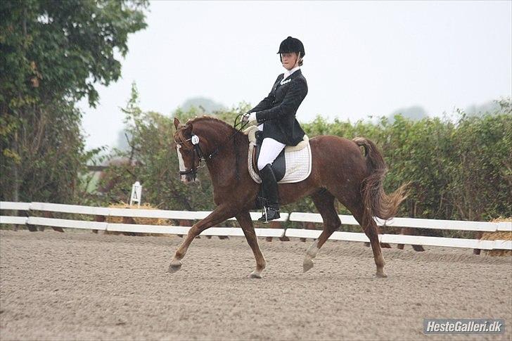 DSP Højgårds boli - Landsstævne i Solrød, hvor han blev a-pony :-) <3 Jeg holdt mit løfte! Vi skulle ride landsstævne og hvad nåde vi? Vi blev kval. til DM ! JEG ELSKER DIG ! Foto ; Jesper billede 18