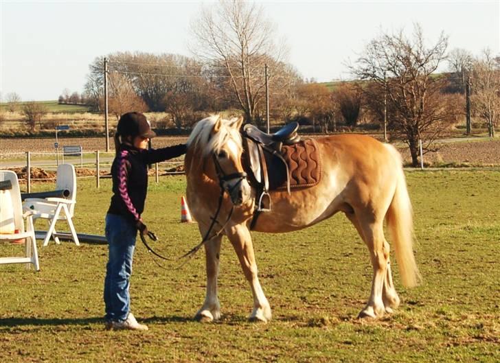 Tyroler Haflinger Honeymoon - 1. dag hos mig <3 billede 15