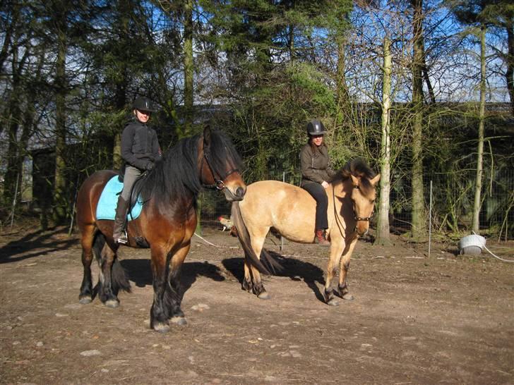 Nordsvensk Skovhest Belesto - Emilie rider Belesto, og min mor rider momrik billede 6