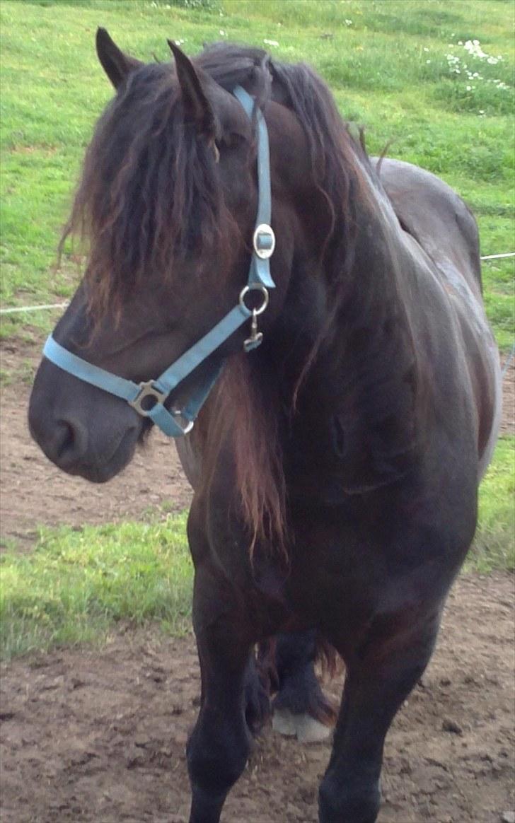 Frieser Zafir  - På fold d.14/7-2010 billede 20