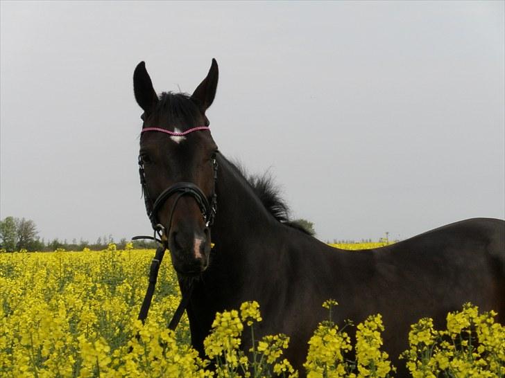Hannoveraner Dreamgirl 11.04.2003-22.09.2012 - Min fine fine pige :o) 2010 billede 1