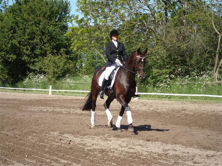 Hannoveraner Dreamgirl 11.04.2003-22.09.2012 - 1. stævne, 2. dagen. Så var det værste overstået... billede 3