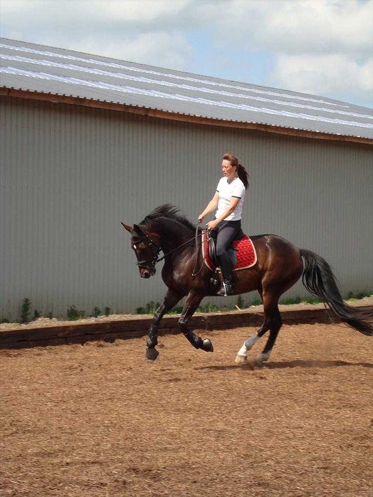 Hannoveraner Dreamgirl 11.04.2003-22.09.2012 - Daglig træning aug 2008 - taget af Bente billede 5