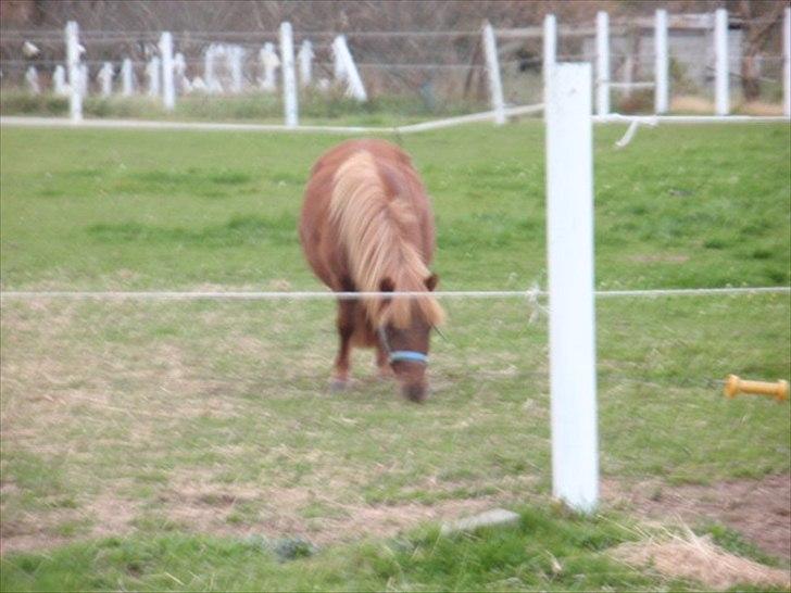 Anden særlig race tyttebøvs billede 11
