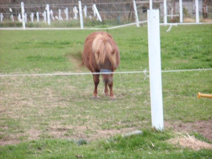 Anden særlig race tyttebøvs billede 12