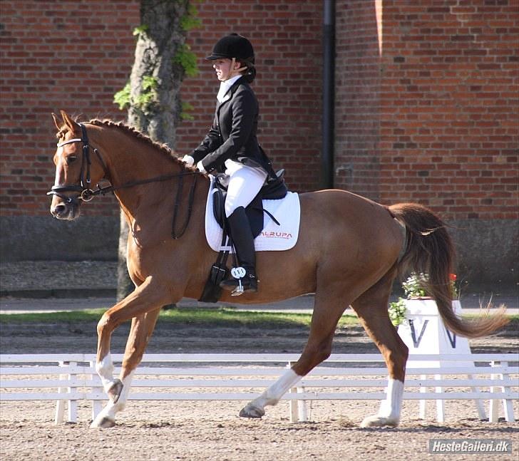 Dansk Varmblod Charmeur  - NSPR C-stævne. billede 9