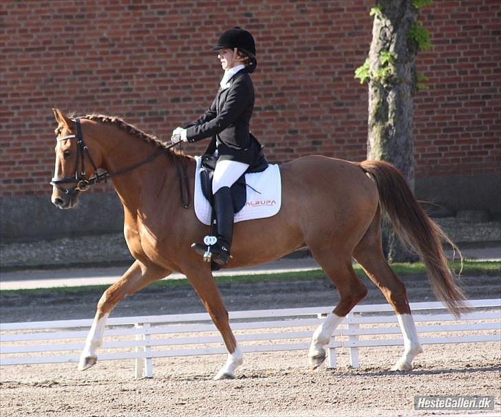 Dansk Varmblod Charmeur  - Charmeur, du er mit liv <3 billede 10