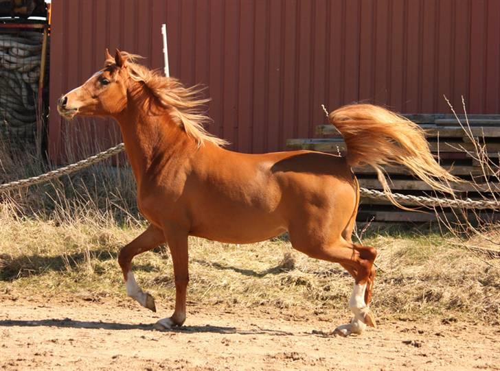 Arabisk fuldblod (OX) Zahrah Hamrah El Azraff - Uha..blæret araber..Foto Marlene med Ashab billede 11