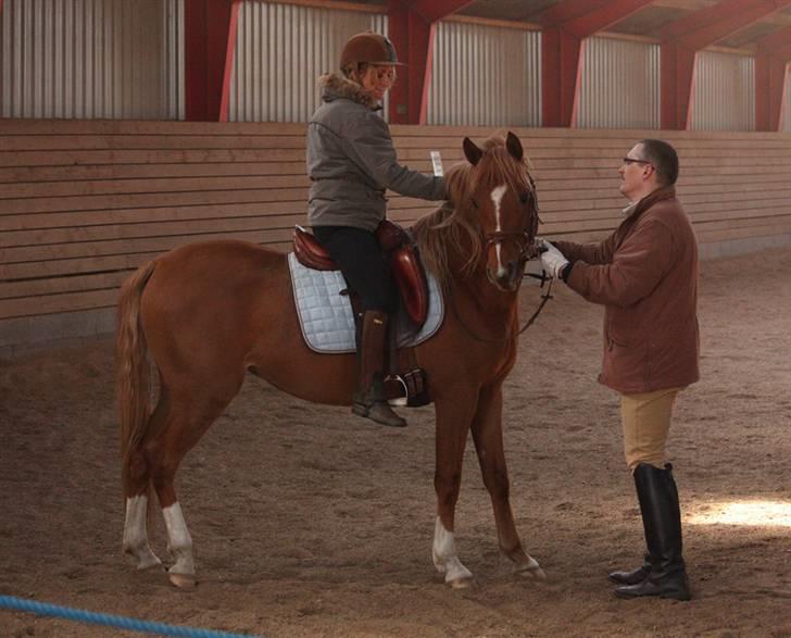 Arabisk fuldblod (OX) Zahrah Hamrah El Azraff - første gang på Zahrah...hun er SÅ cool. billede 6