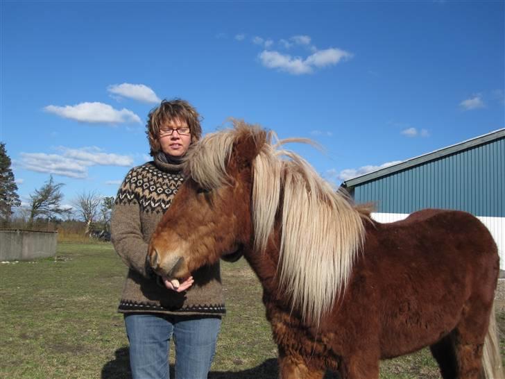 Islænder Bjarmi fra Egebjerg billede 12