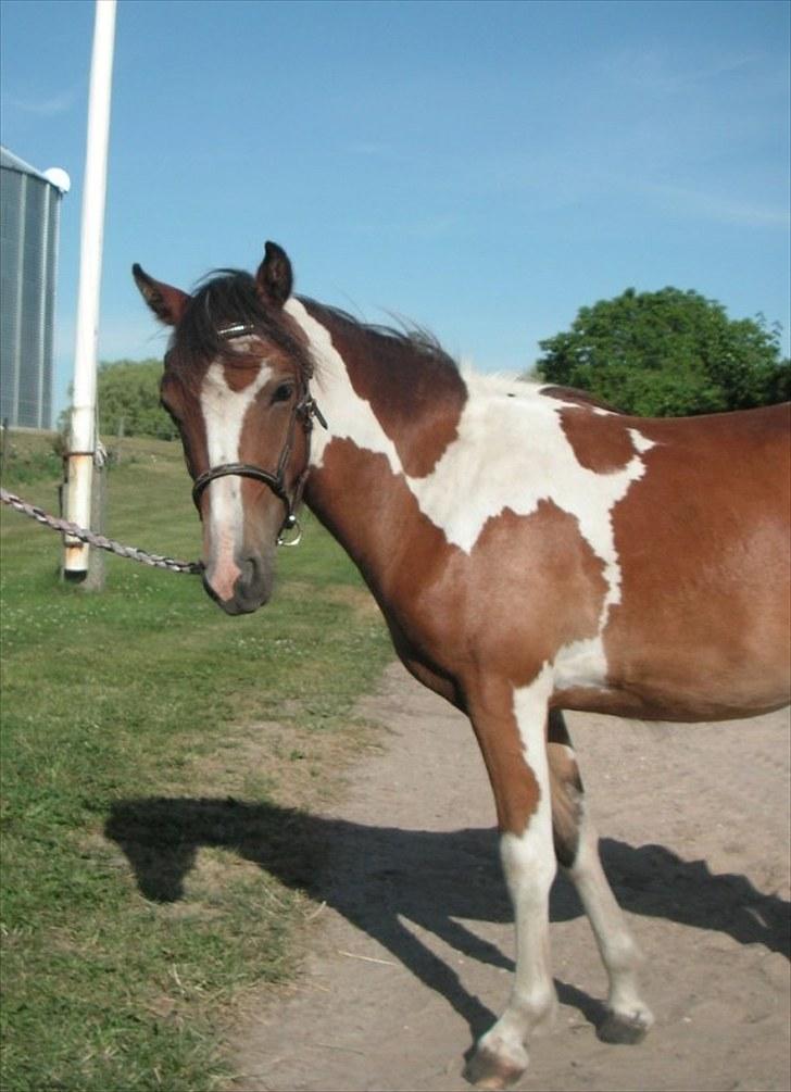 Pinto Hvedholms Lilly - Opstilnings billede 1 år billede 15