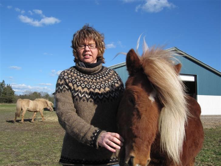 Islænder Bjarmi fra Egebjerg billede 13
