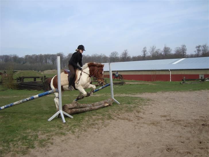 Anden særlig race Zindy - Terræn kursus. billede 5