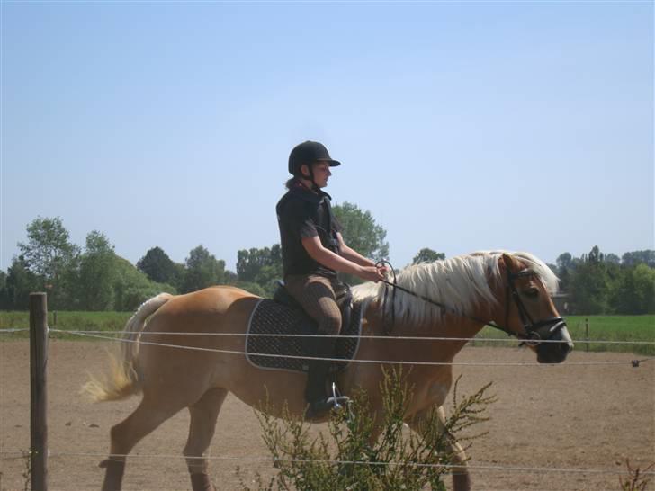 Haflinger Haffer Steph <3 billede 6