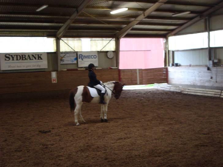 Anden særlig race Zindy - Team cup. billede 6