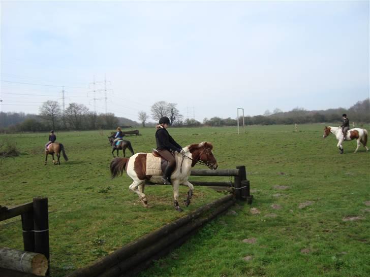 Anden særlig race Zindy - Terræn kursus. billede 8