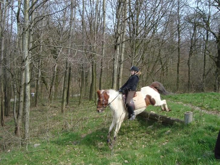 Anden særlig race Zindy - Terræn kursus. billede 9