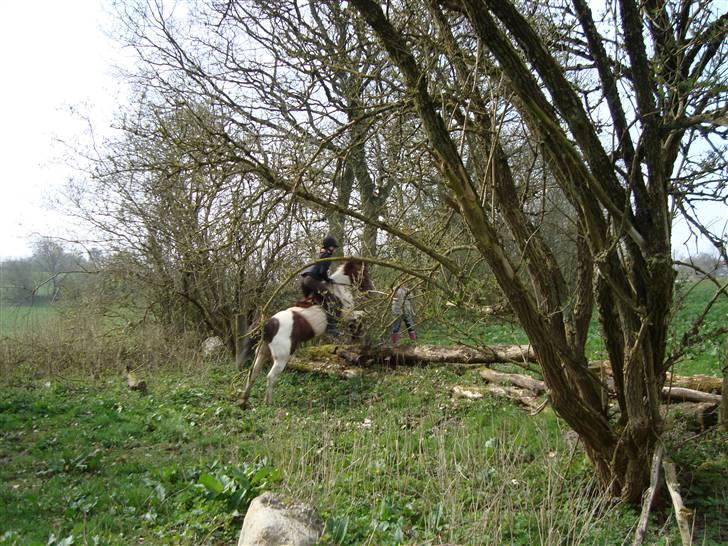 Anden særlig race Zindy - Terræn kursus. billede 10