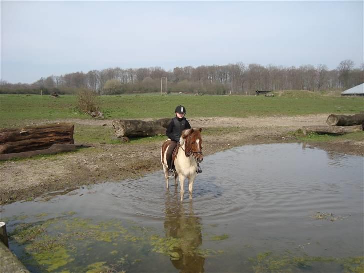 Anden særlig race Zindy - Terræn kursus. billede 11