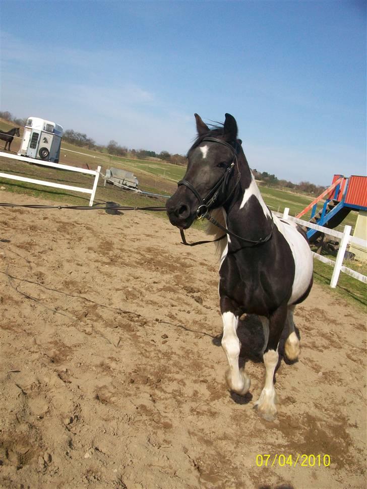 Barockpinto La Santa ¤ solgt ¤ :'( - Savner min plettede skønhed. Foto: mig billede 12