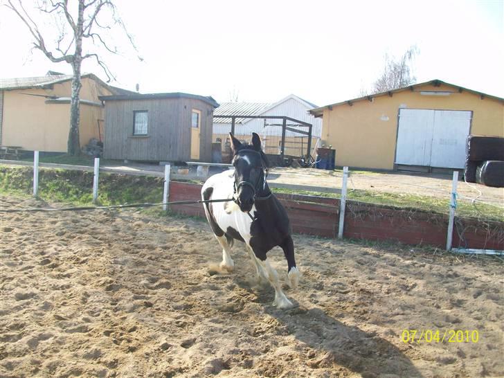 Barockpinto La Santa ¤ solgt ¤ :'( - Savner min plettede skønhed. Foto: mig billede 13