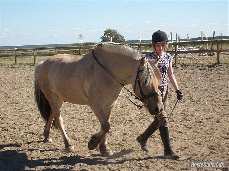 Fjordhest Rico *X-Part* - <3 billede 3