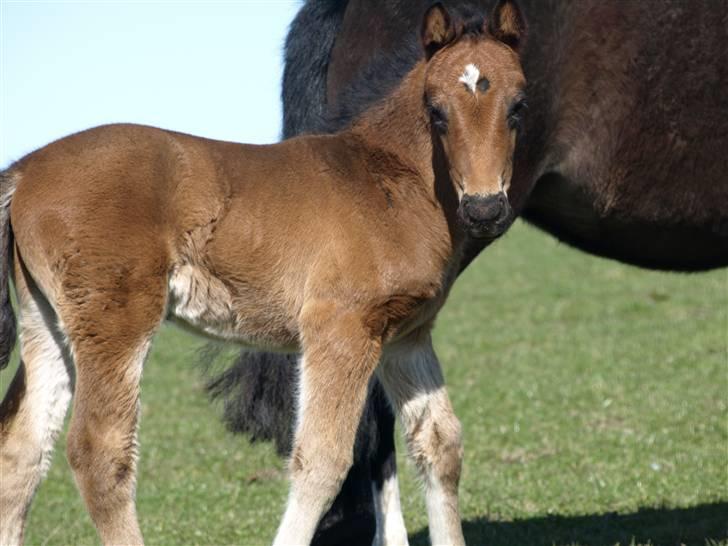 Anden særlig race Bombay Saphire billede 7